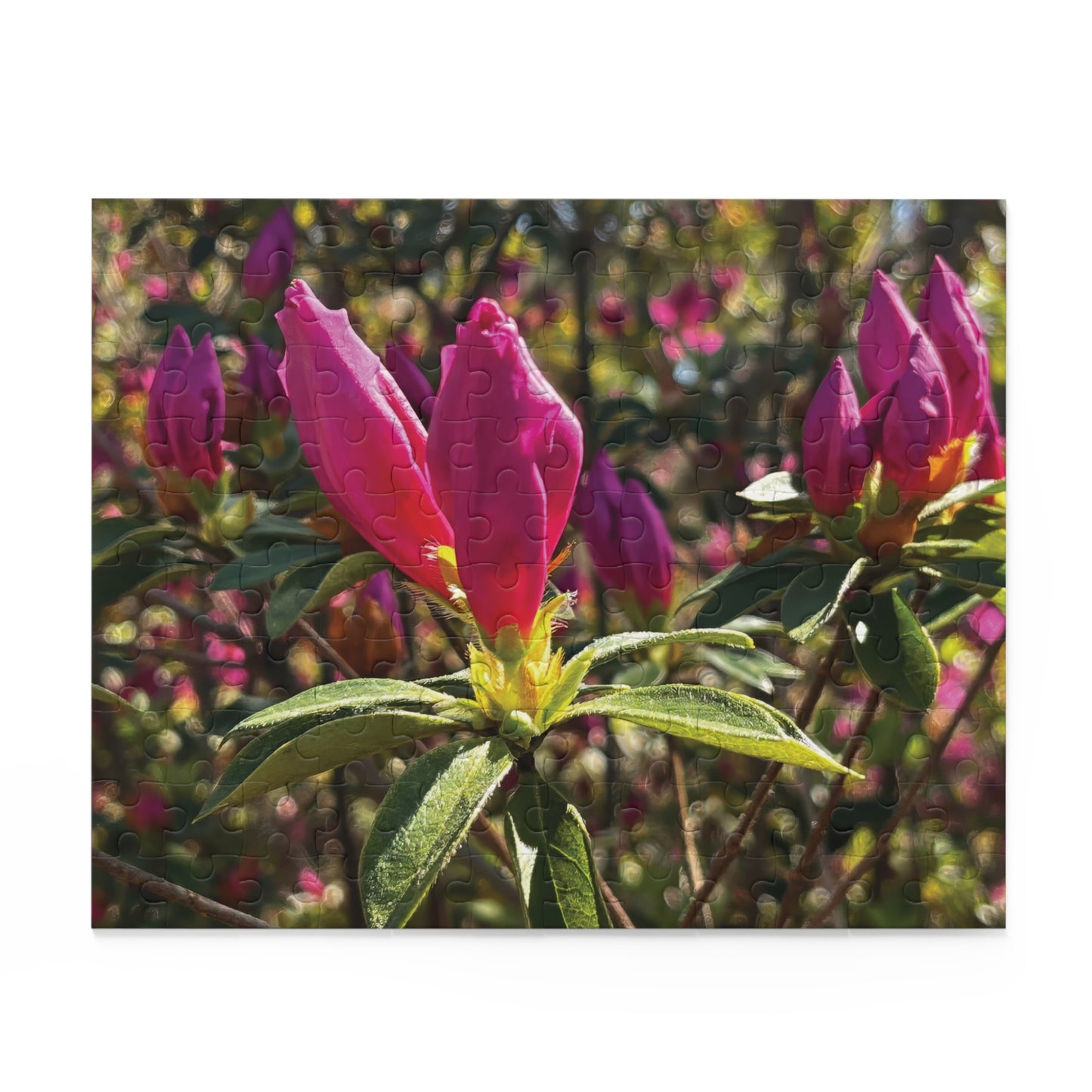 Azalea Buds