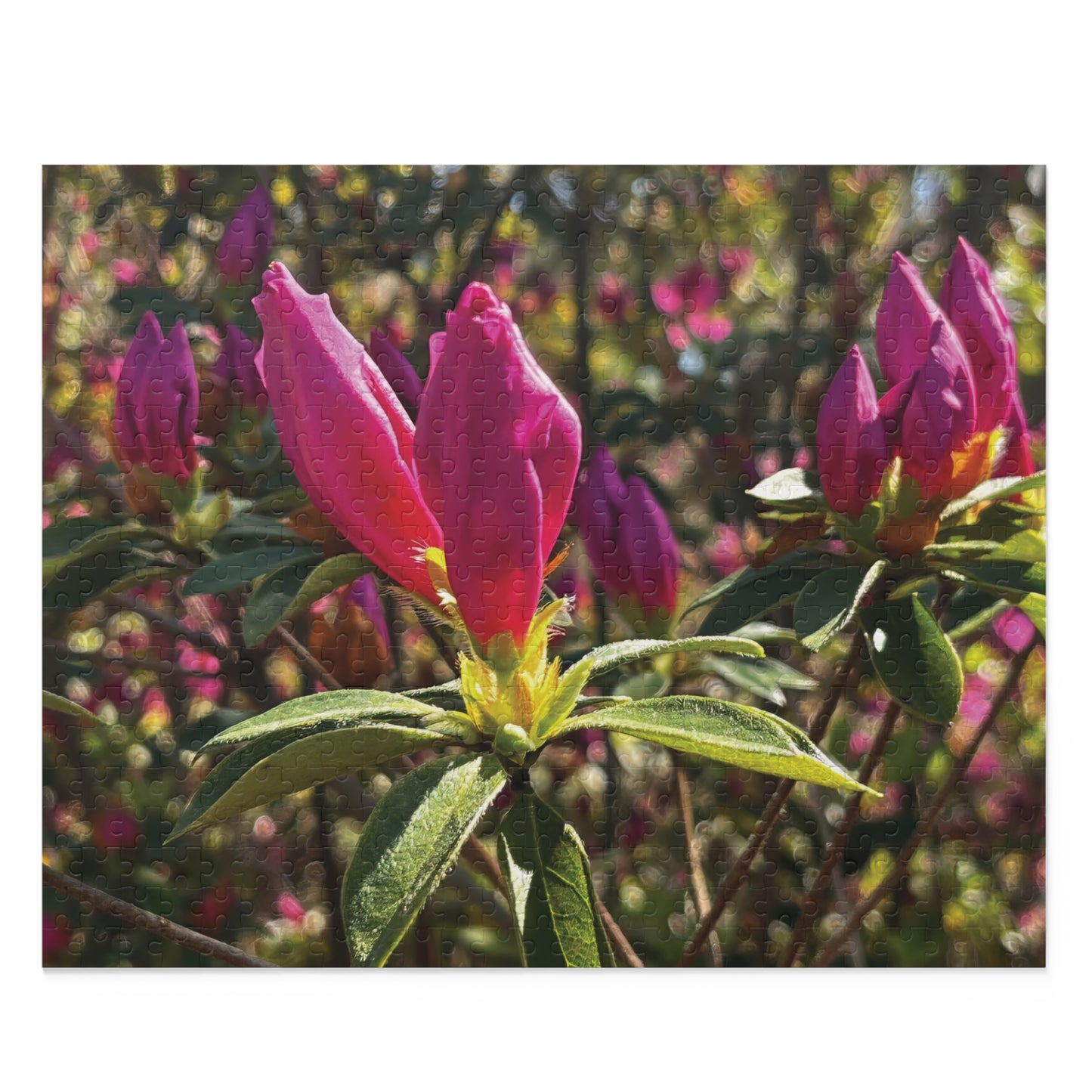Azalea Buds