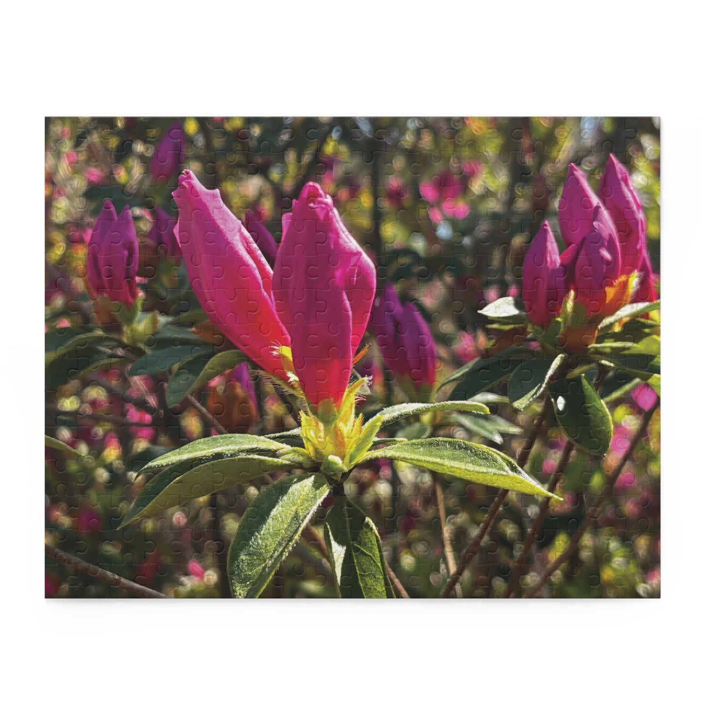 Azalea Buds