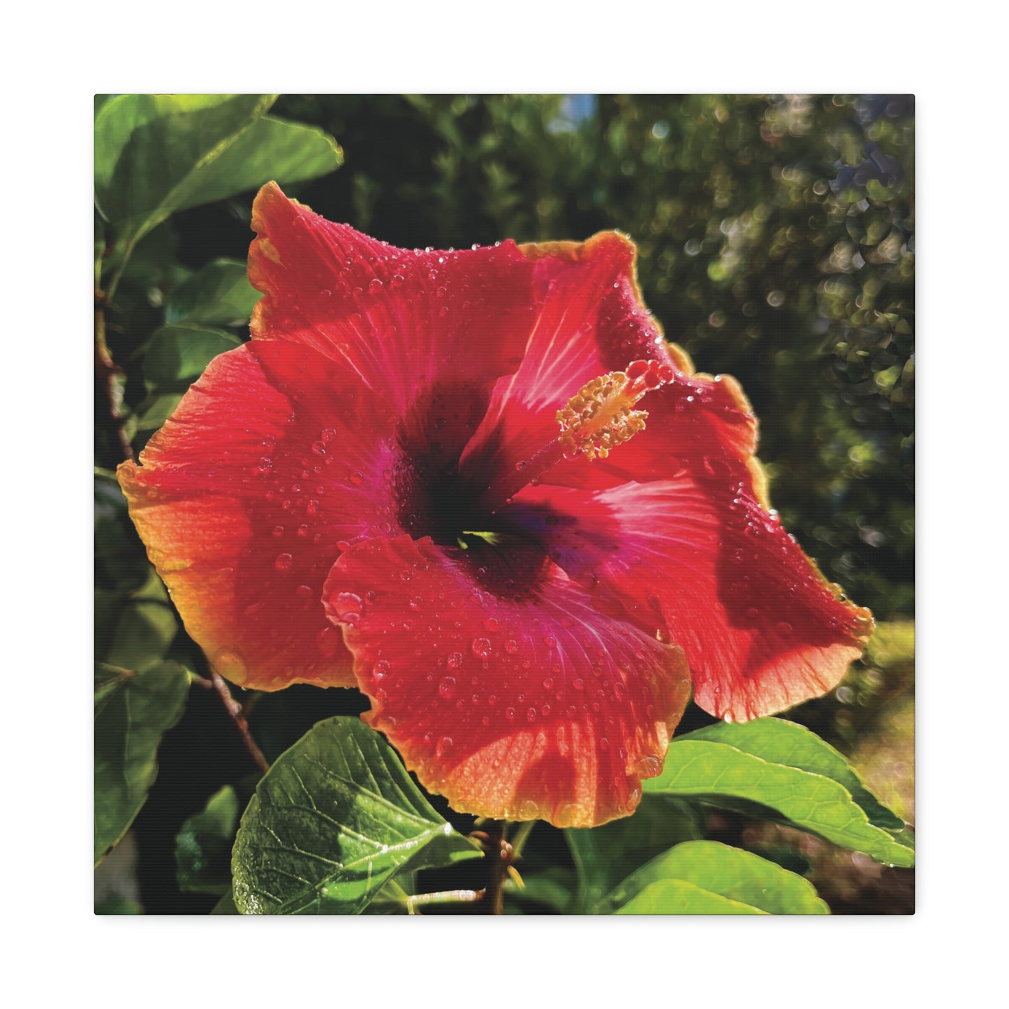 Hibiscus in Summer Rain on Canvas
