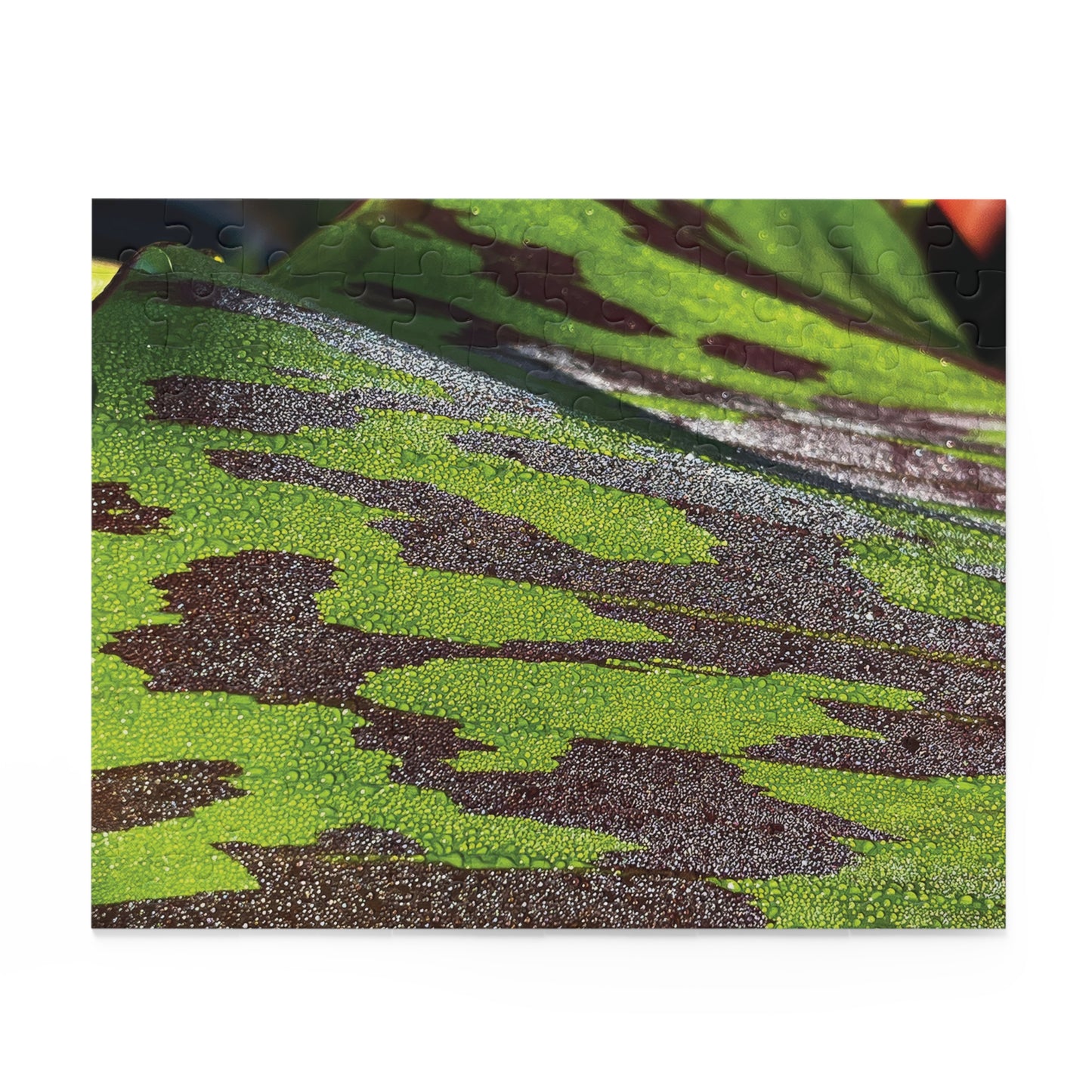 Morning Dew
