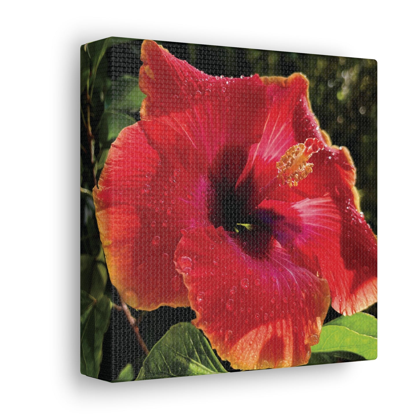 Hibiscus in Summer Rain on Canvas