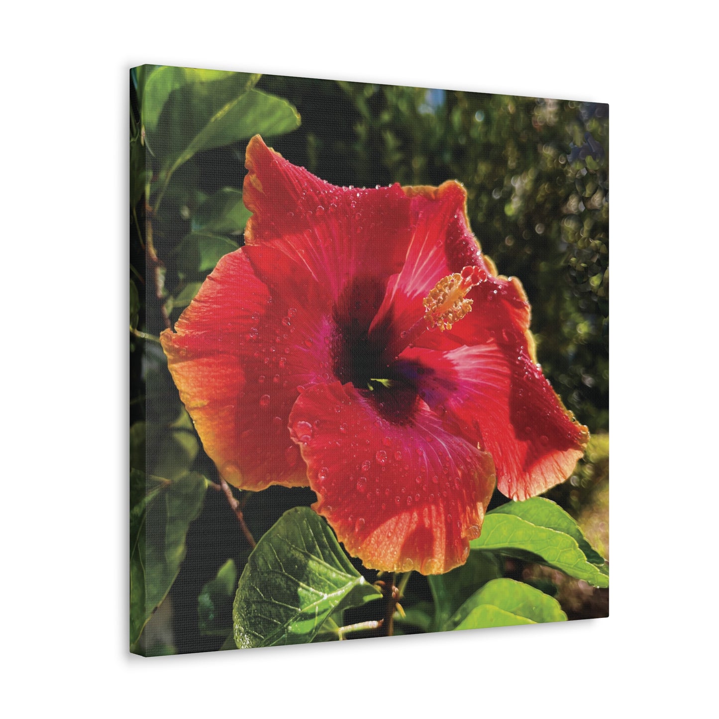 Hibiscus in Summer Rain on Canvas