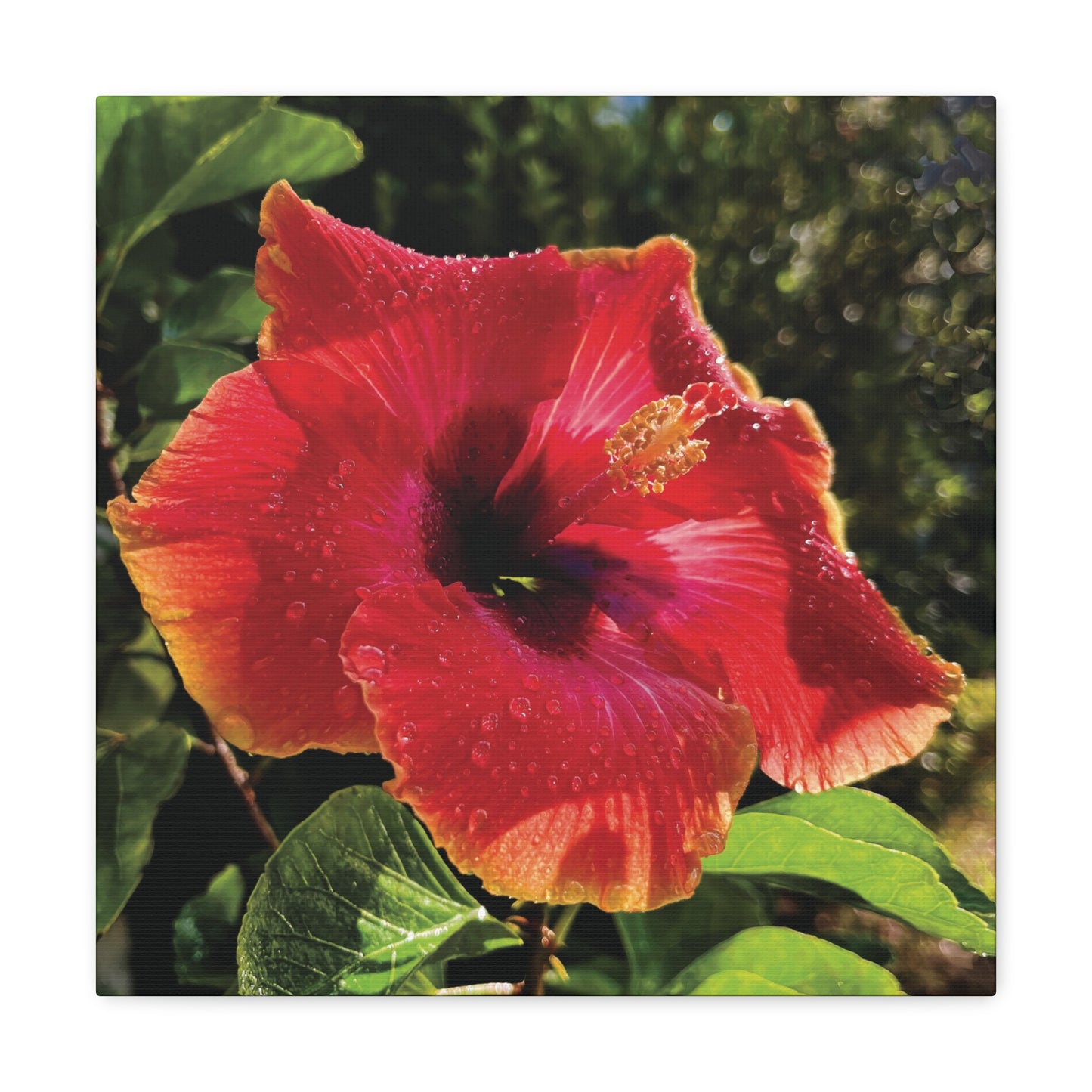Hibiscus in Summer Rain on Canvas