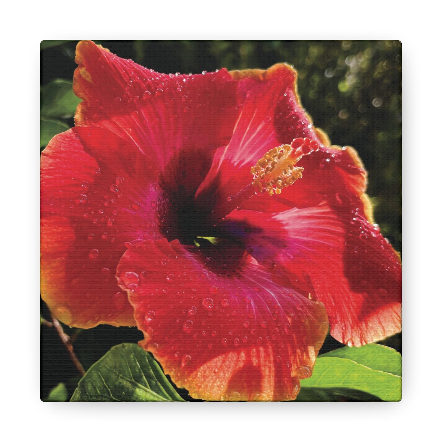 Hibiscus in Summer Rain on Canvas