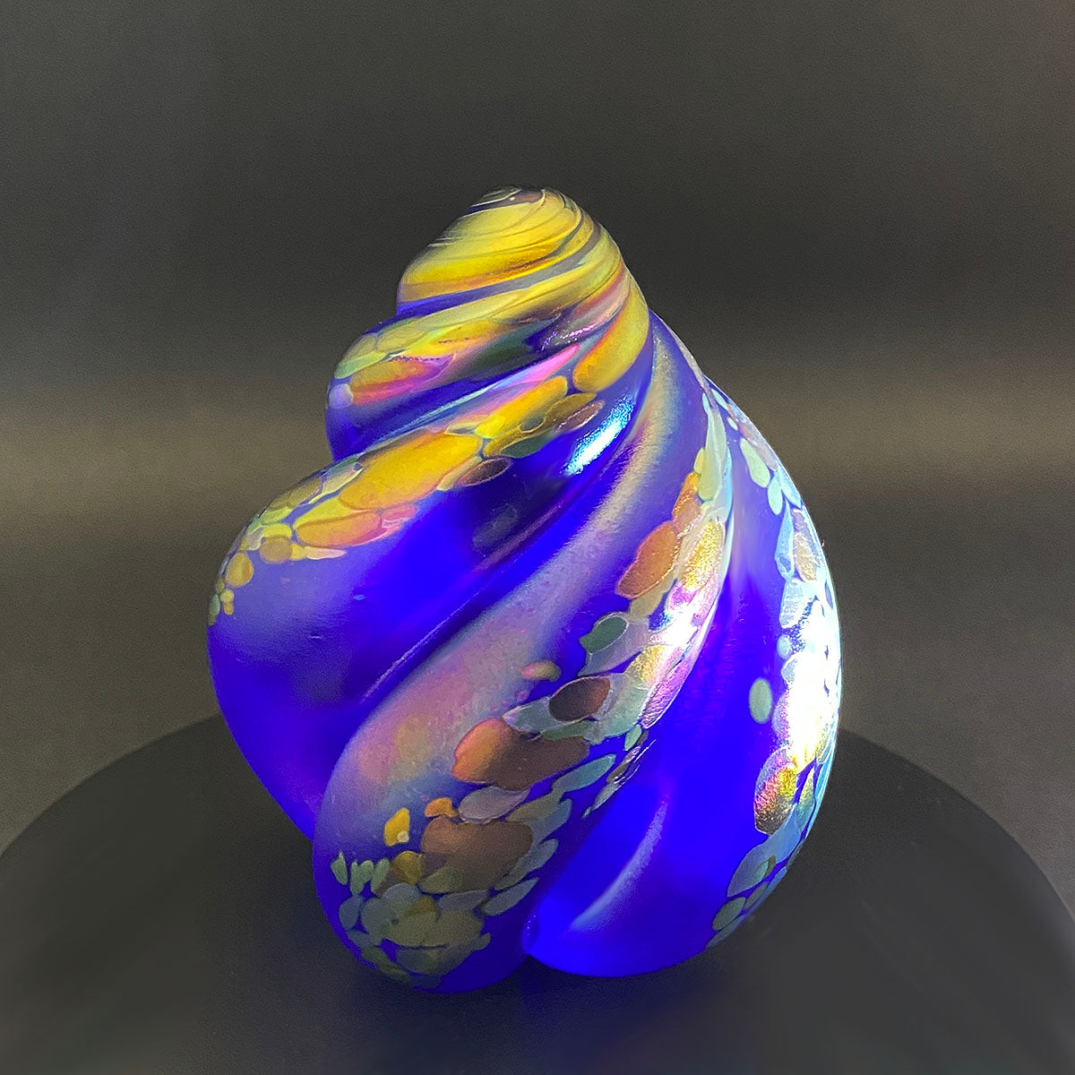 Shell Paperweights