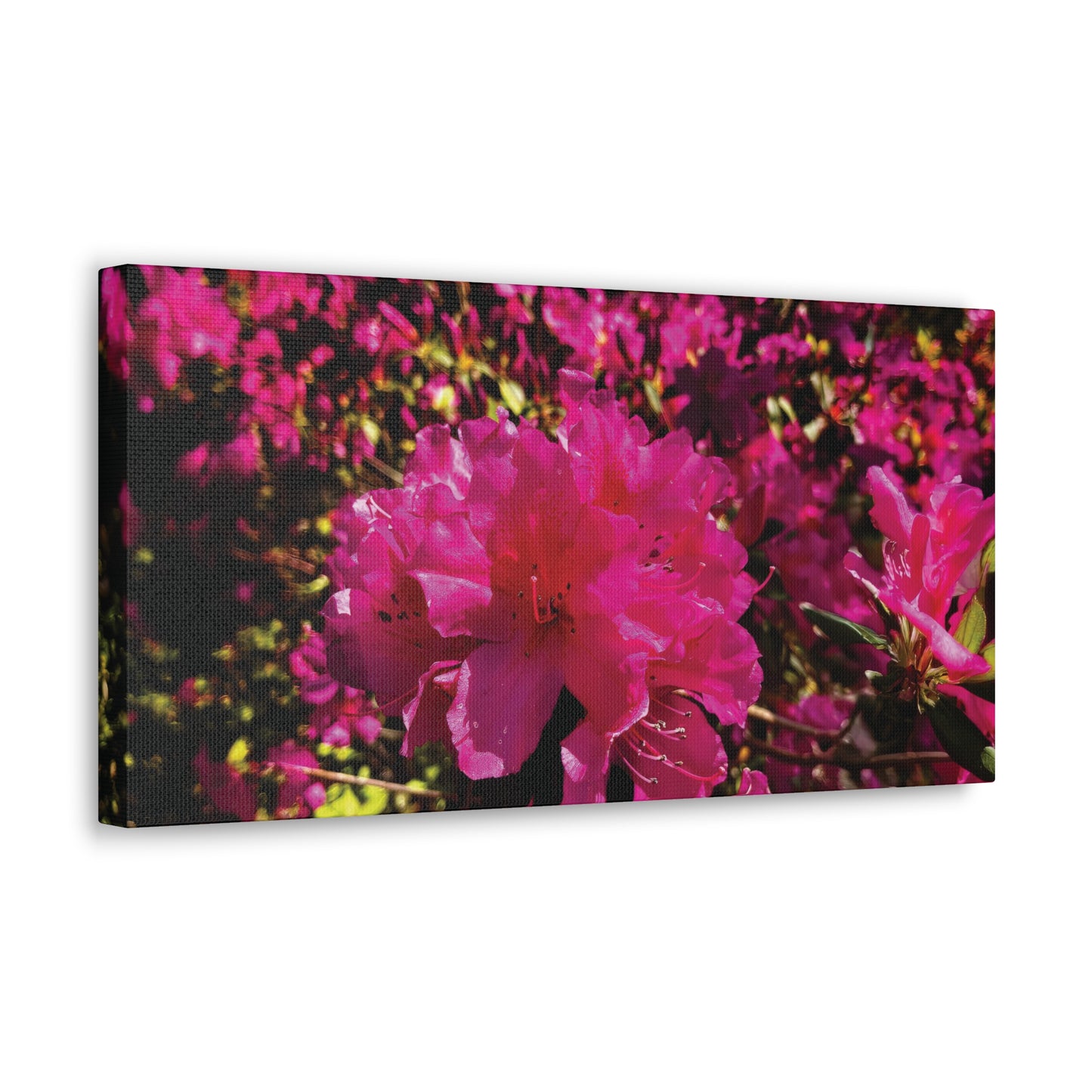 Pink Azaleas on Canvas