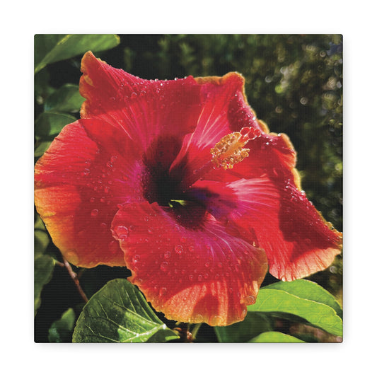 Hibiscus in Summer Rain on Canvas