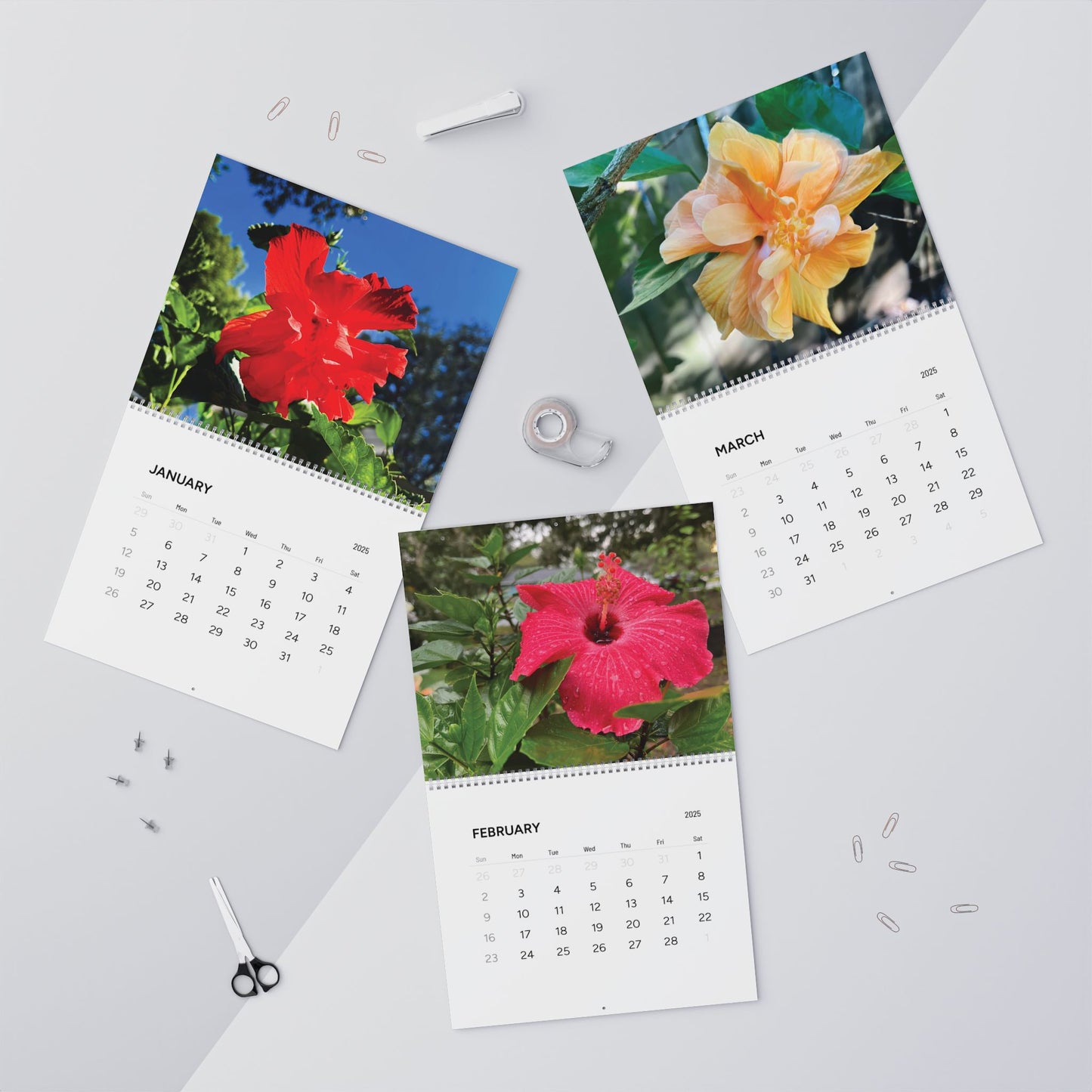 Hibiscus Blooms