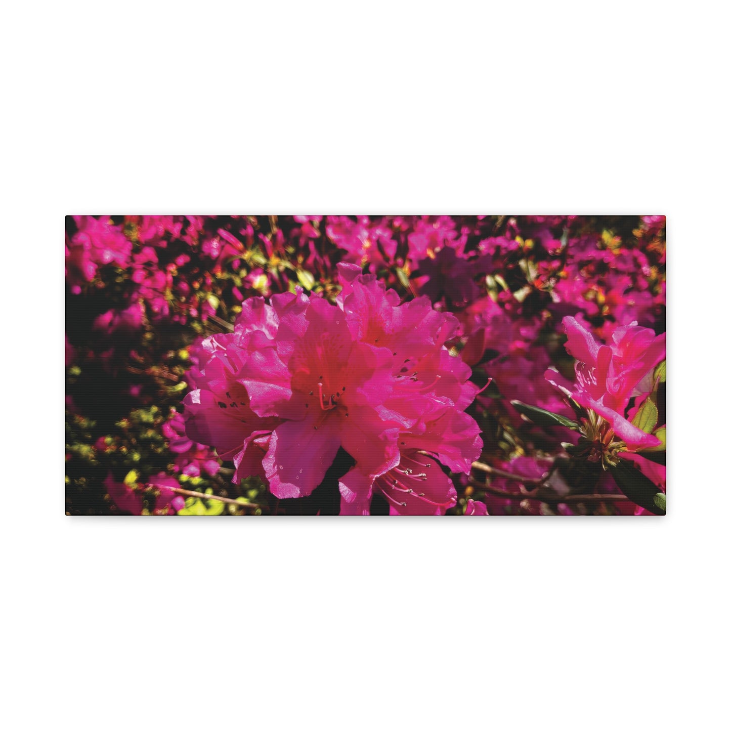 Pink Azaleas on Canvas