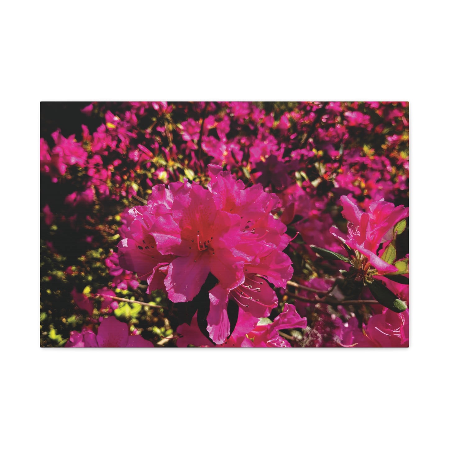 Pink Azaleas on Canvas