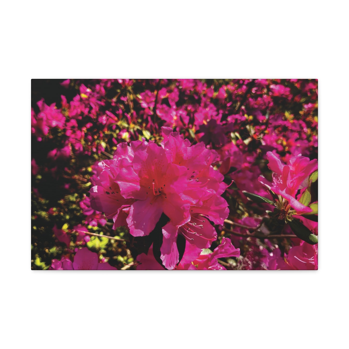 Pink Azaleas on Canvas