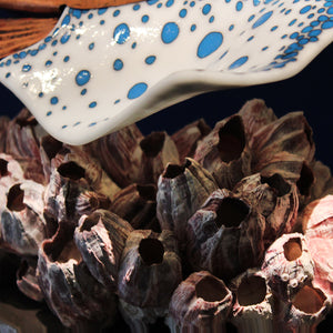 Barnacle Ray